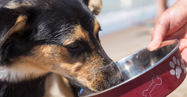Cooling Accessories Make Road Trips More Enjoyable for Pets, Passengers
